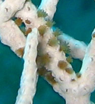 gorgonie